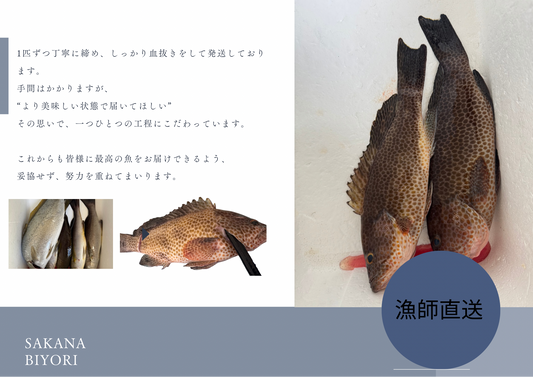 おうちごちそう便3㎏
